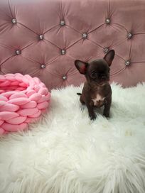 Chihuahua czekoladowa mini sunia