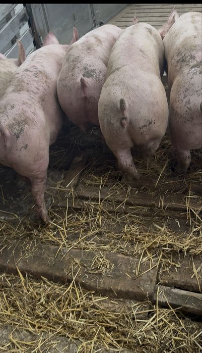 Продам свиней 85 грн на постійній основі від 10 голів