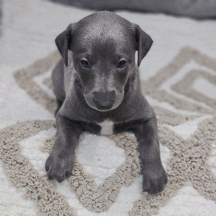 Chart angielski whippet-piesek