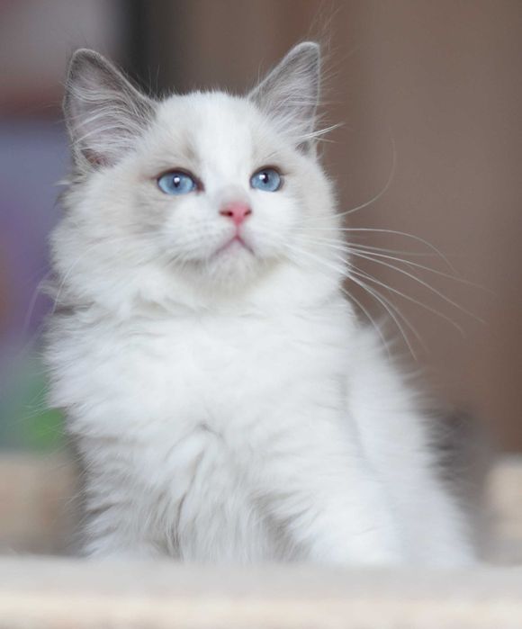 chłopczyk Ragdoll gotowy do zmiany domku