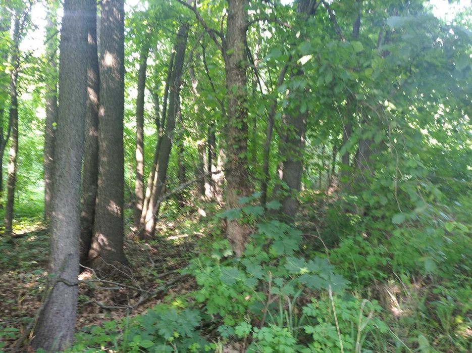 Нижча Дубечня, урочище Дуброва, 8 соток для будівництва