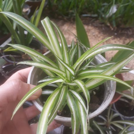 Plantas- Pés de planta-aranha, chlorophytum