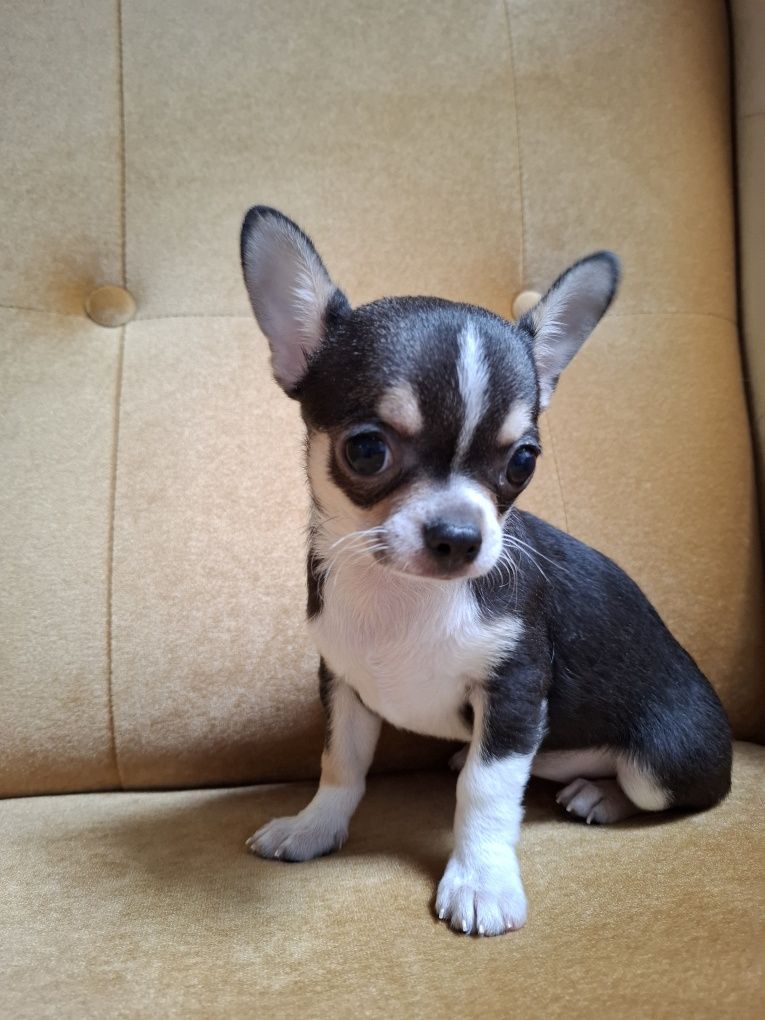 CHIHUAHUA piękna sunia