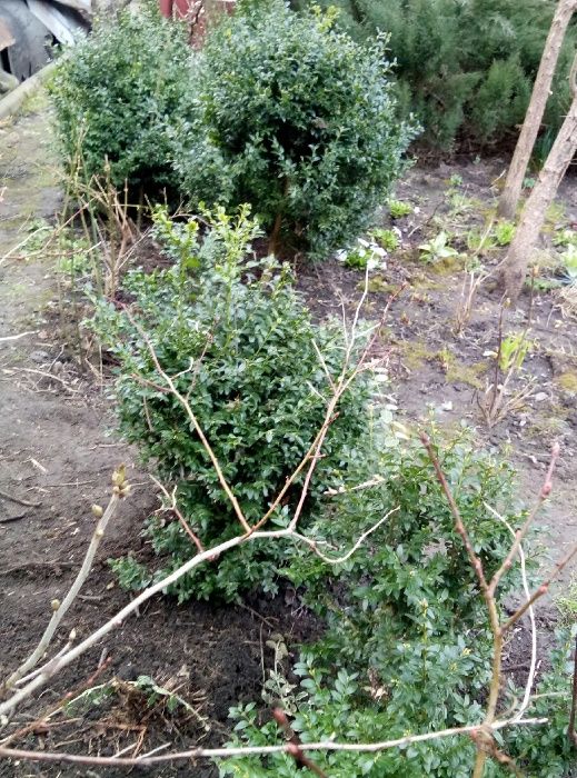 самшит, можевельник