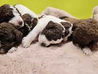 Lagotto Romagnolo FCI – biało-brązowy piesek, miot STRANGER, Trufflove