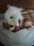 Coelhos Anões - Orelhudos - Mini Lop