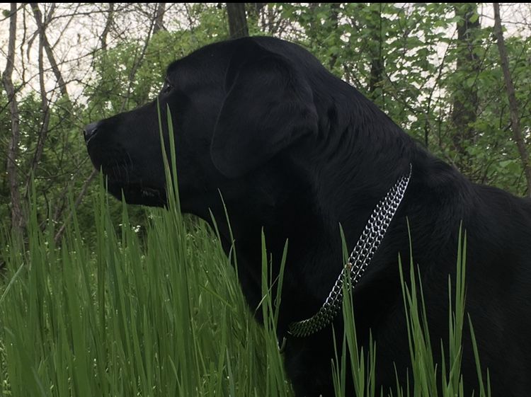 Мальчик-красавчик Лабрадор. Вязка