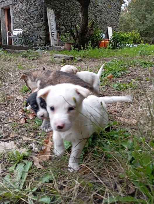 Crias de husky para doar.