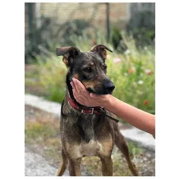 Молодая собака (девочка) в добрые руки