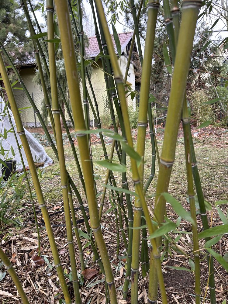 Bambus drzewiasty Phyllostachys Nuda