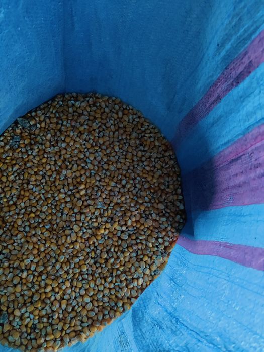 Sprzedam Kukurydze Możliwość wysyłki