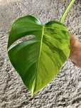 Monstera Marmorata. Szczyt rośliny
