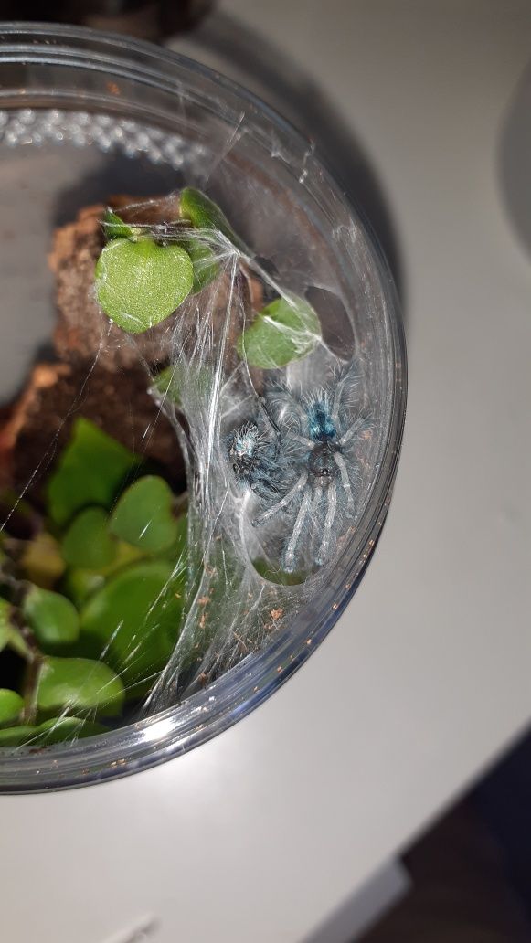 Zestaw startowy. Caribena versicolor l2+ pojemnik+ karmówka+ gratis