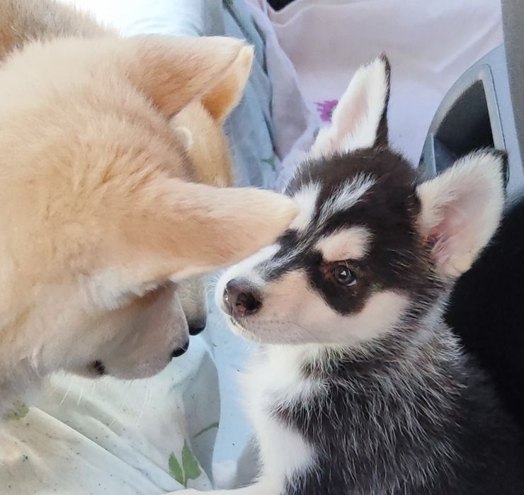 Рідкісні кольори- хаскі