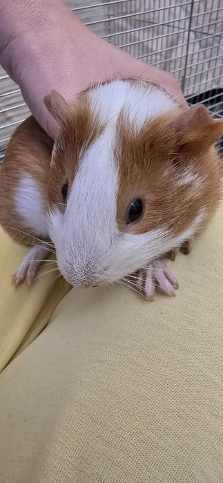 Морська свинка 5 місяців