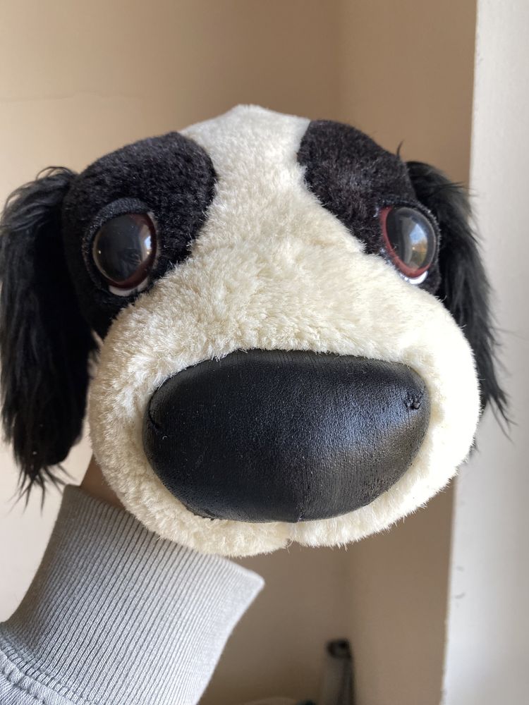 The dog, pies, maskotka, cocker spaniel