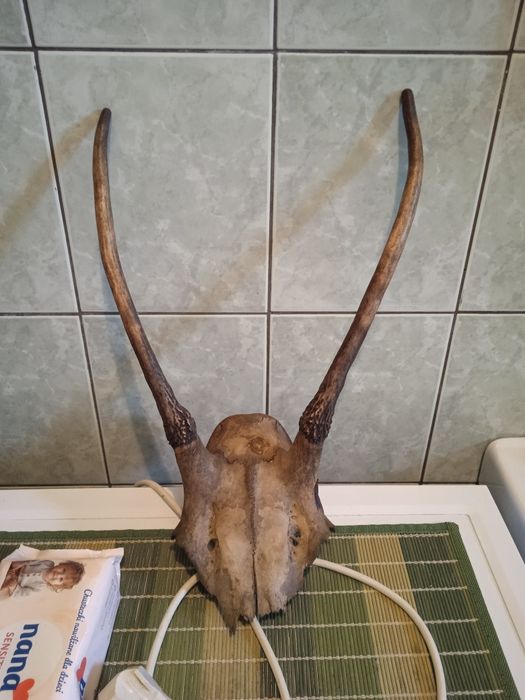 Poroże zrzut jelenia szpicak łosia parostki