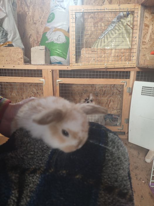 Львиноголовые и баранчик крольчата