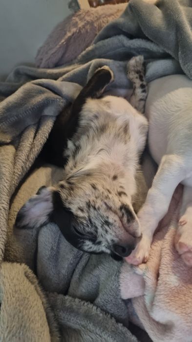 Piesek chichuahua krótkowłosy