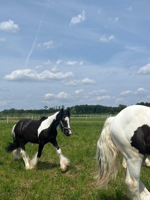Tinker Irish Cob Gypsy Cob wałach