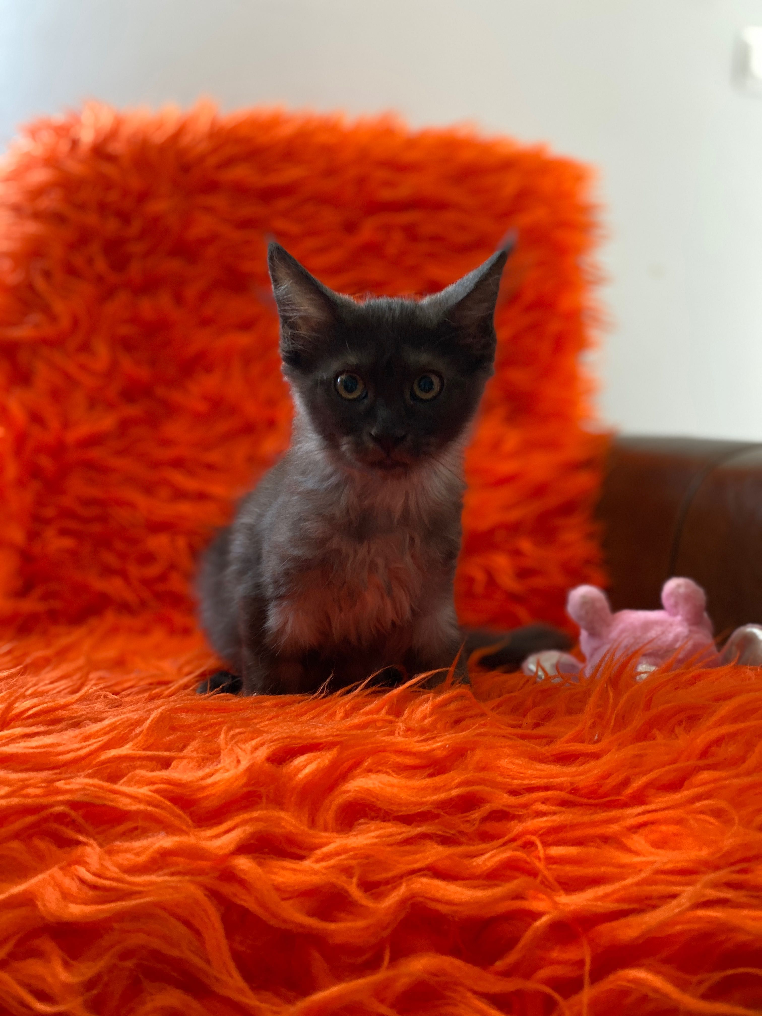 Sprzedam maine coon okazja
