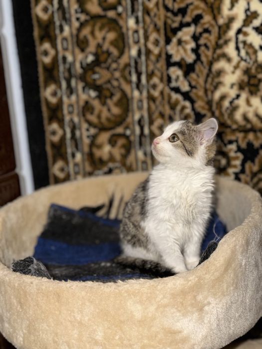 Кошеня в добрі руки