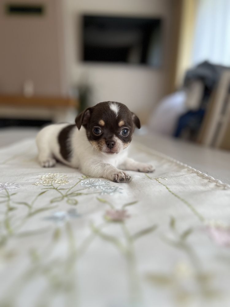 Chihuahua piesek juz do odbioru.