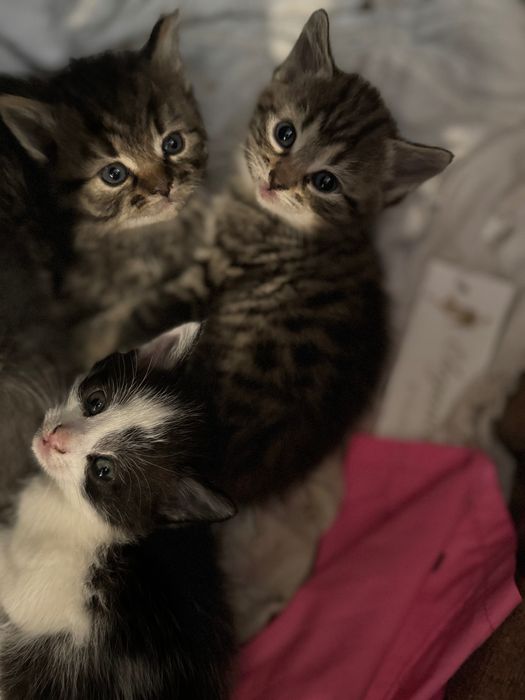 Віддам кошеня в хороші руки