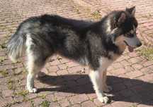 Pies Syberian Husky