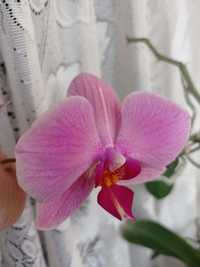 Детка орхидеи фаленопсис.