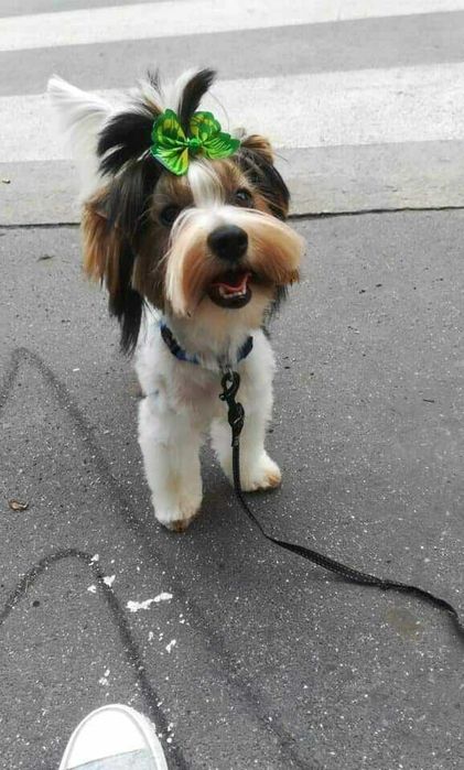 10 miesiaczna sunia york za darmo