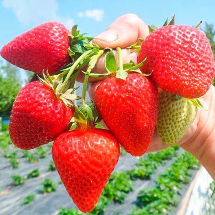 Саджанці Розсада Ремонтантної полуниці клубники (10 штук) Роздріб-Опт