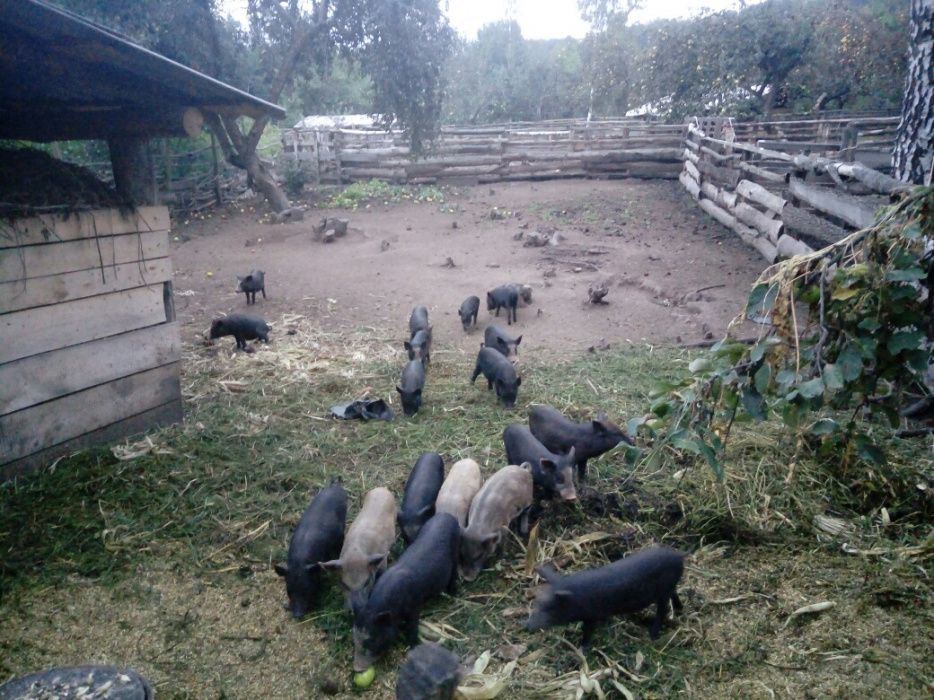 Продам свині без ГМО