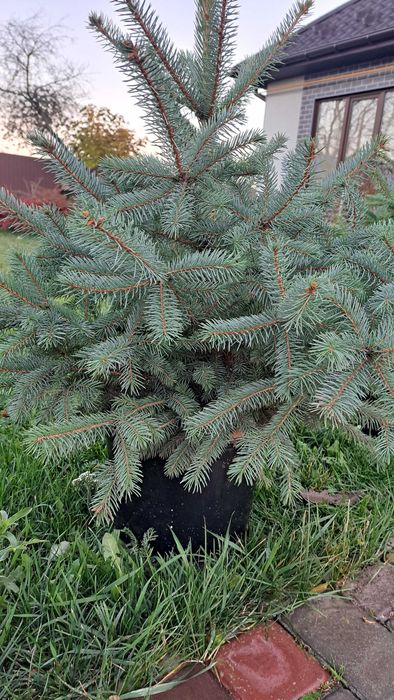 Живі ялинки до ваших Різдвяних свят