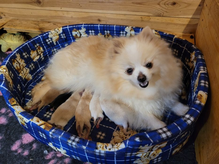 Szpic miniaturowy piesek 9 miesięcy