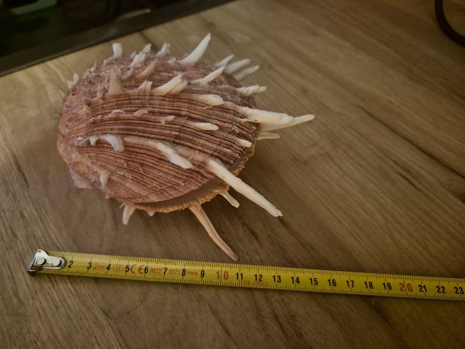 Spondylus Regius muszla morska