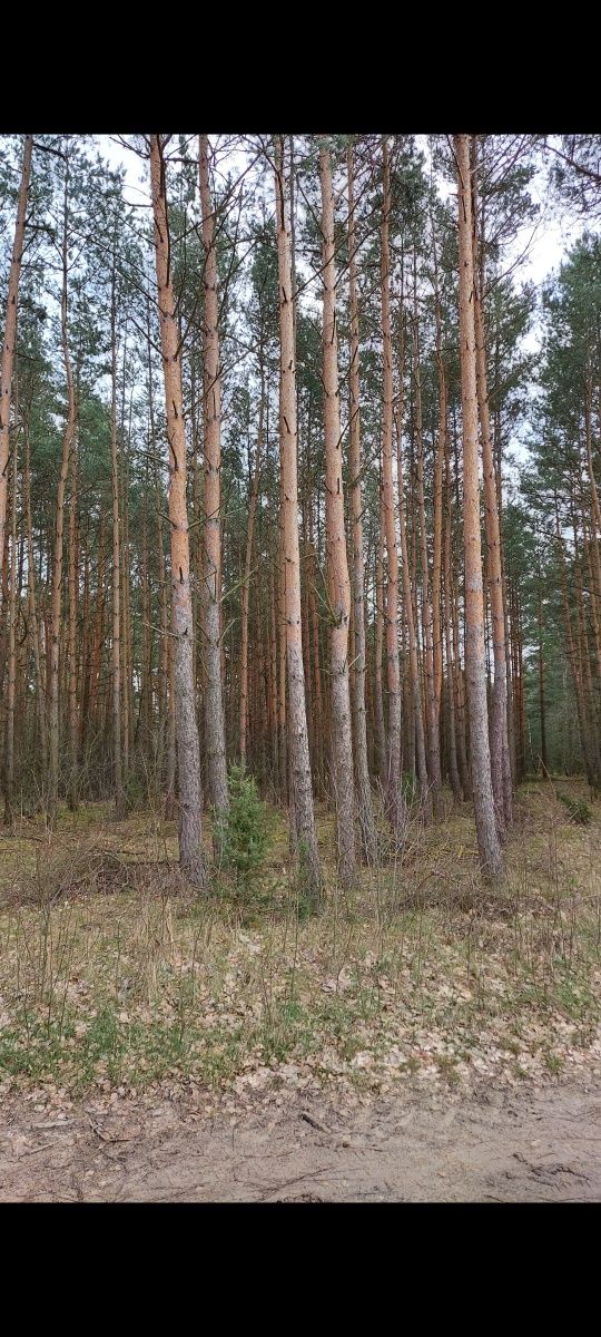 Las działka leśna wólka przekory Wyszków Pułtusk Warszawa