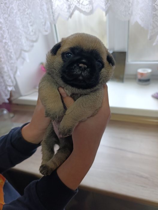 Милі мопсята,хлопчик і дівчатка