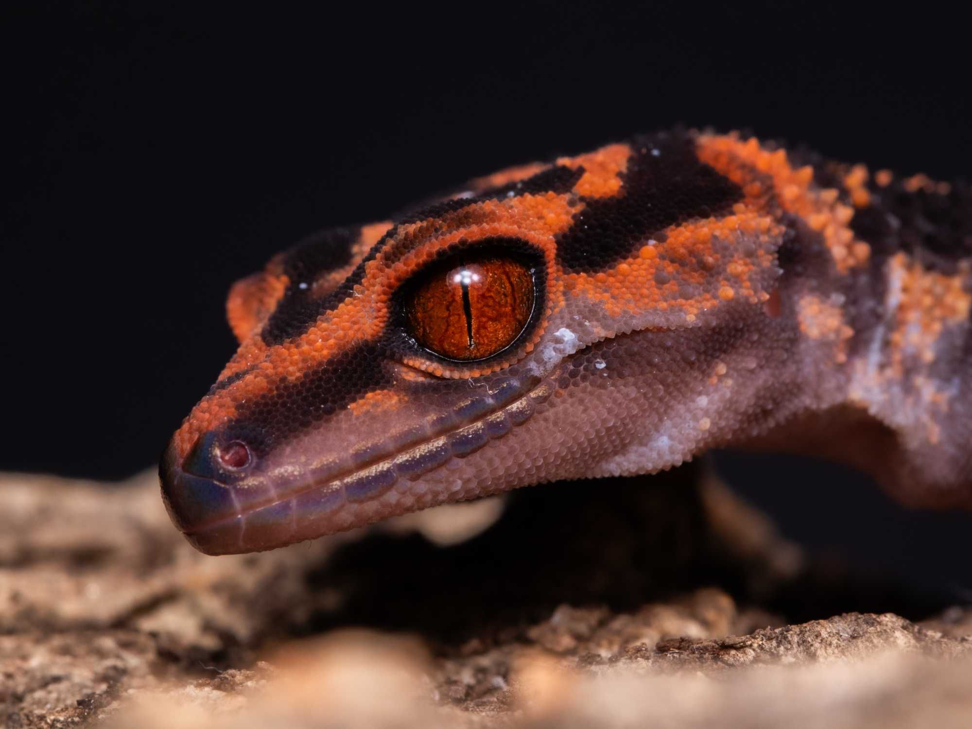 Goniurosaurus orientalis, gekony japońskie Warszawa