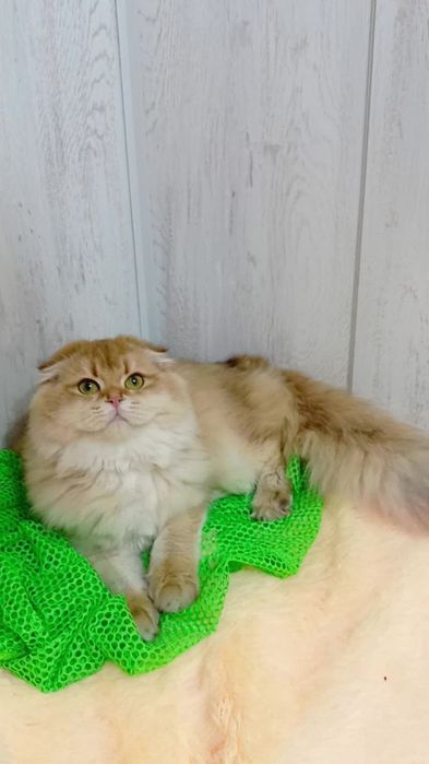 Гарна дівчинка золота шиншила шотландська висловуха Хайленд