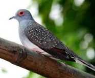Vendo Rolas Diamante