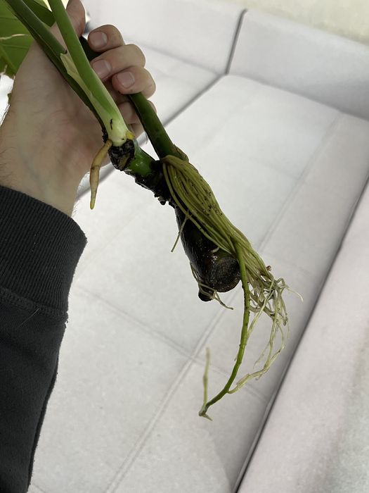 Монстера живці вкорінені