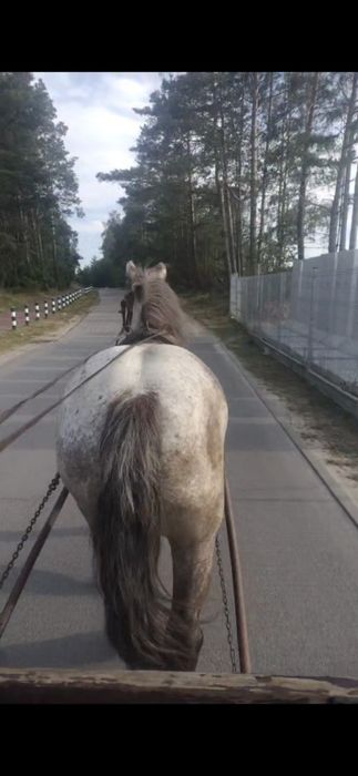 Sprzedam klacz zimnokrwistą