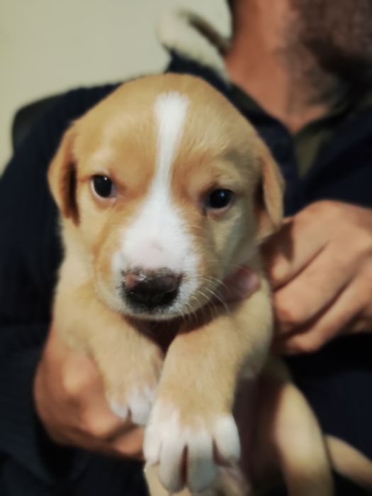 Cães bebé para adopção responsavel