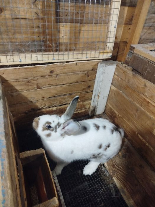 Продам самичок (самки)