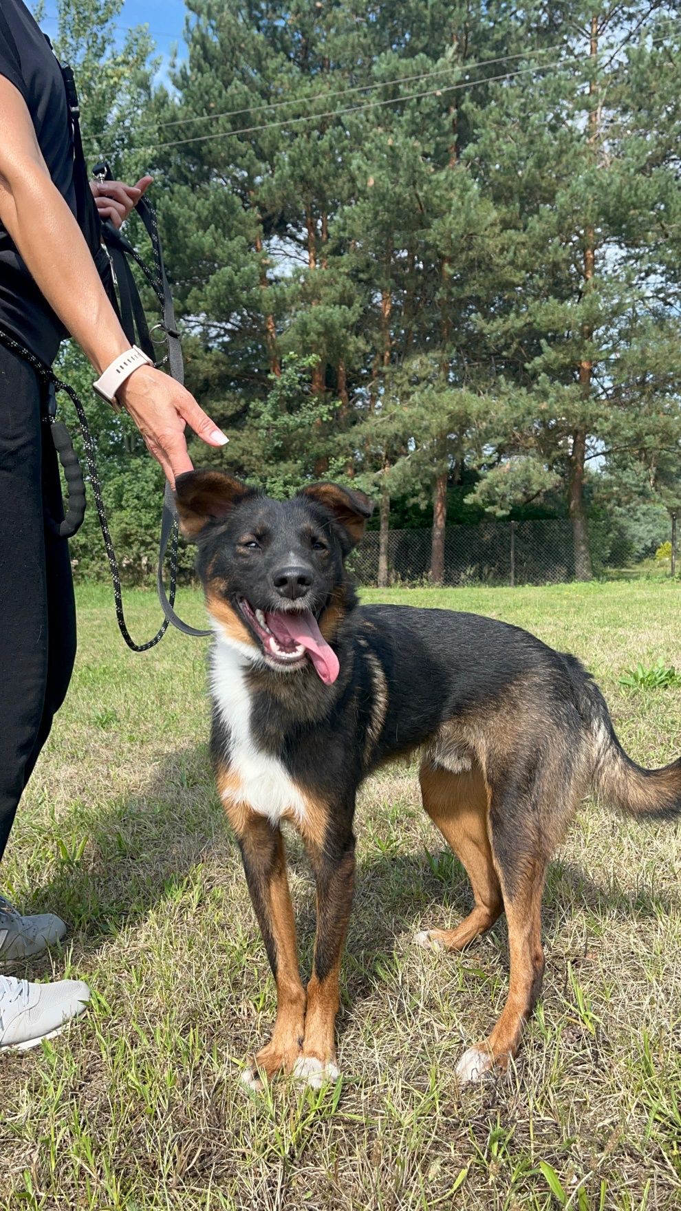 Wirek piesek ze schroniska Rybnik