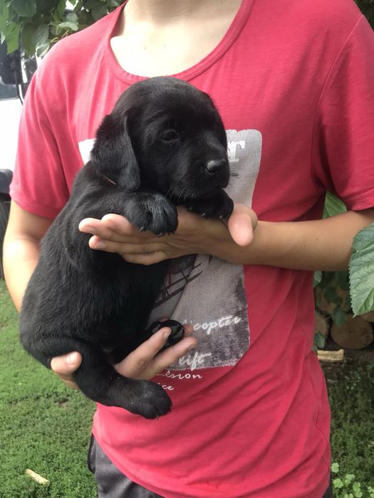 Продам цуценят Лабрадорів