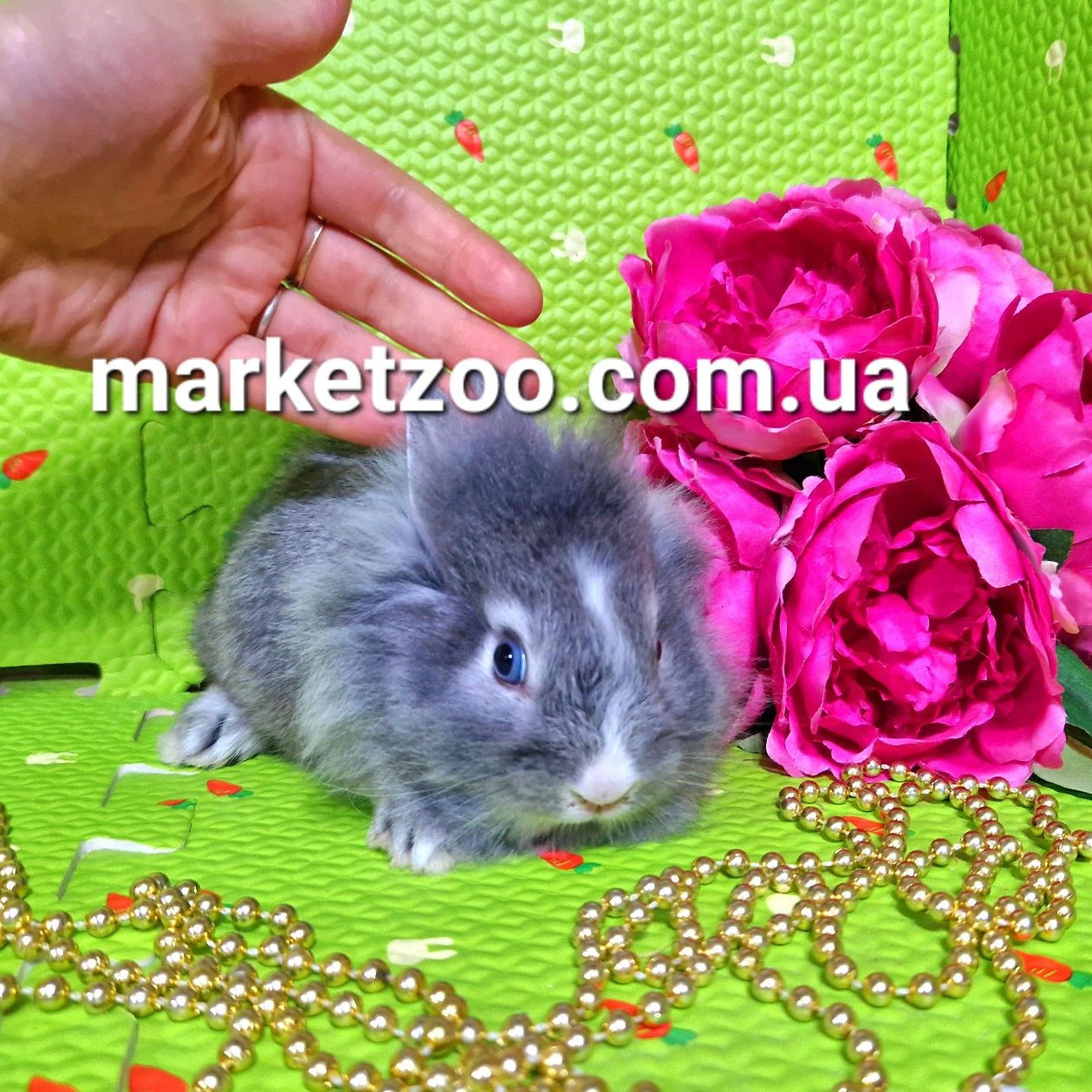 Мини міні mini lionhead карликовые кролики карликові