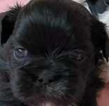 Shih Tzu sunia czarno brązowa IV pokoleniowy rodowód