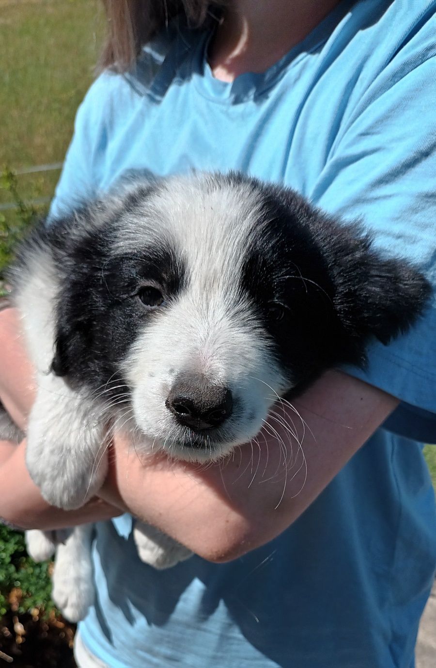 Border Collie śliczne pieski